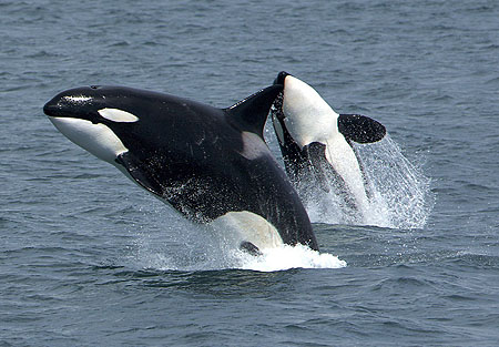 Kayaking with Killer Whales